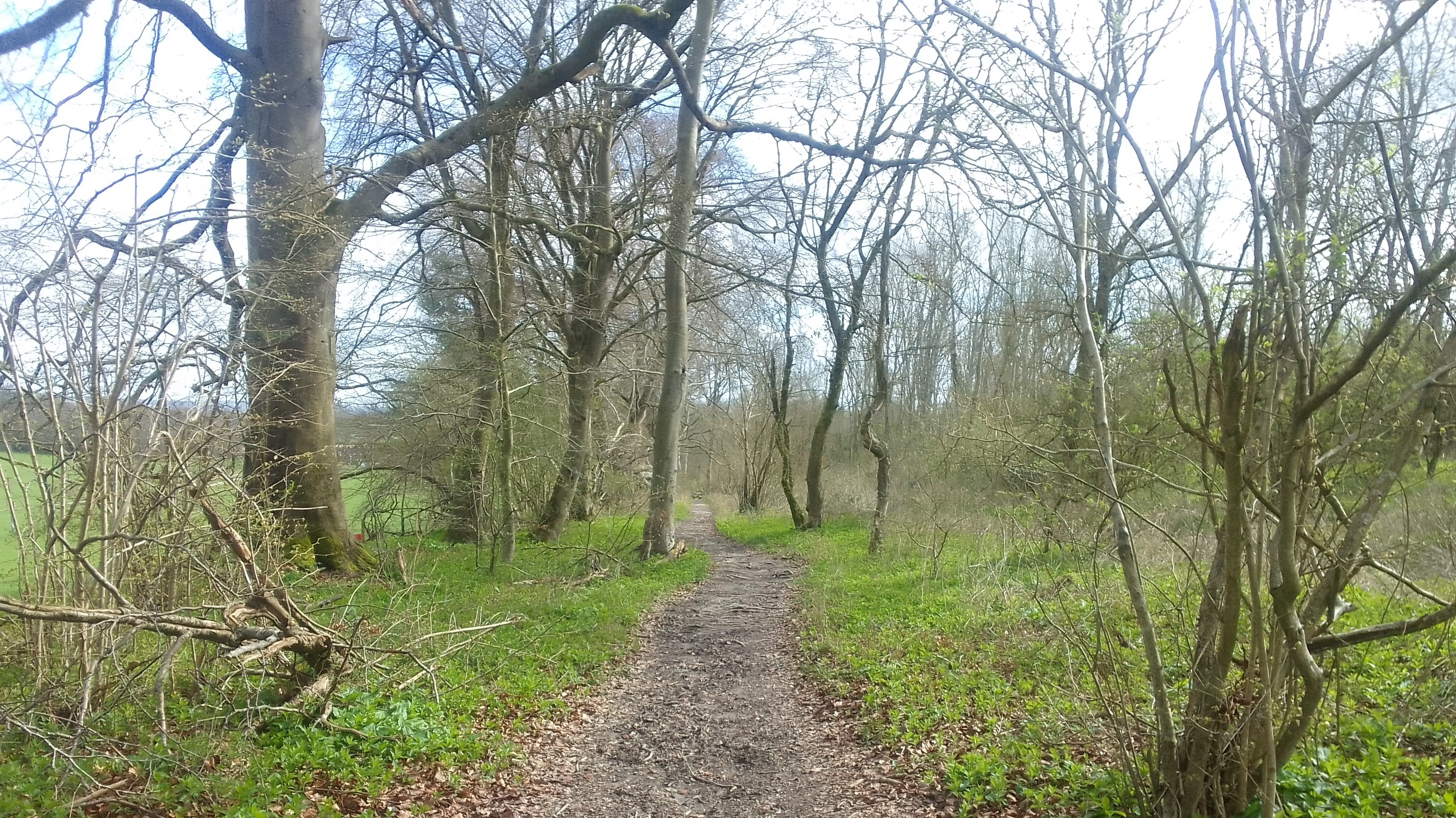 Chawton Park Wood.jpg